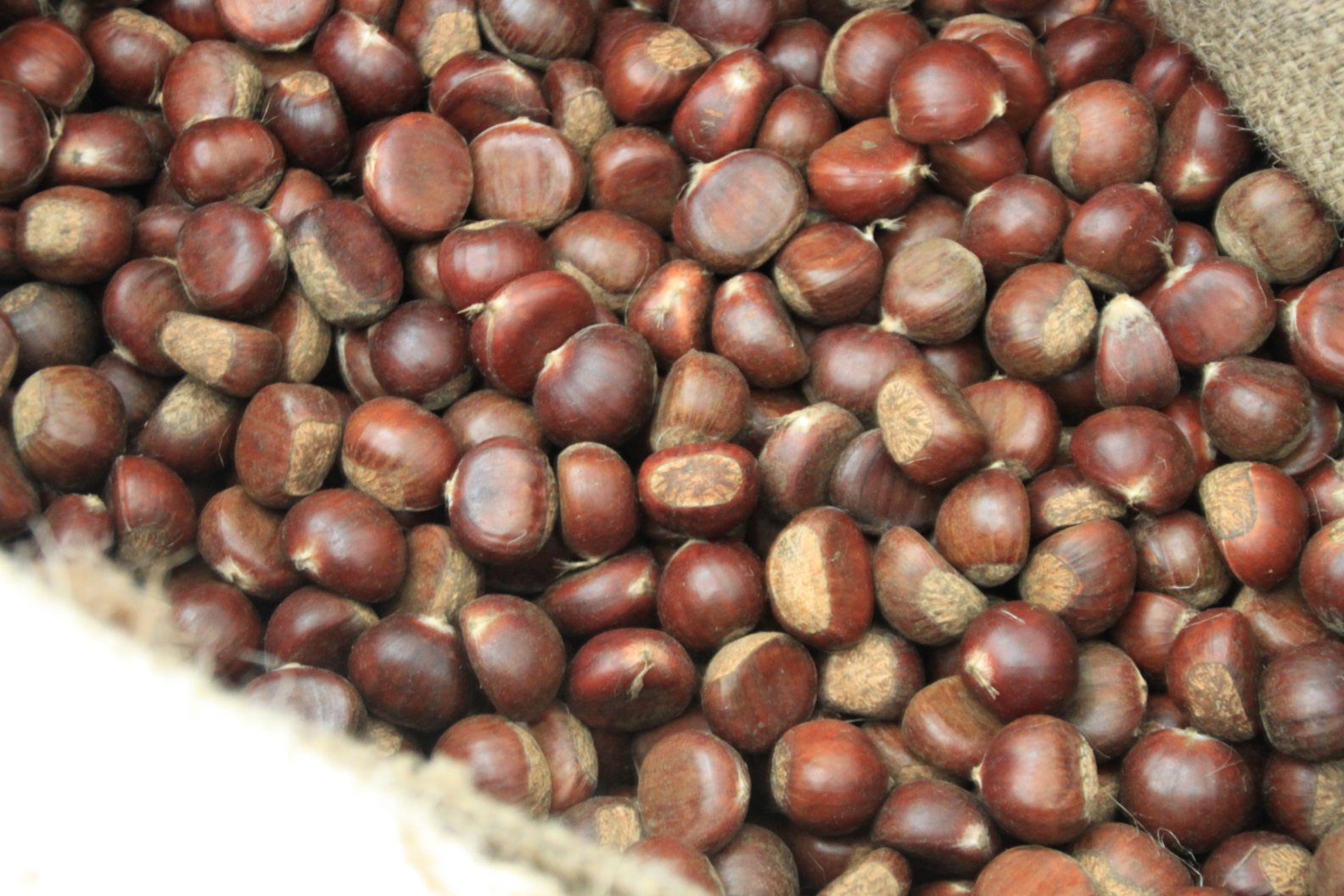 油栗果实与剥壳后的种仁特写