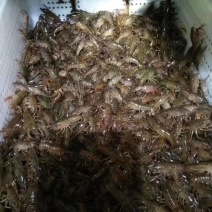 龙虾苗