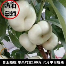 新品嫁接桃树苗贵妃血桃水蜜桃蟠桃寿桃南北方种植盆栽地栽桃