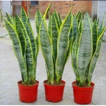 金边长脚矮脚虎皮兰40-50cm矮脚虎皮兰20-25cm