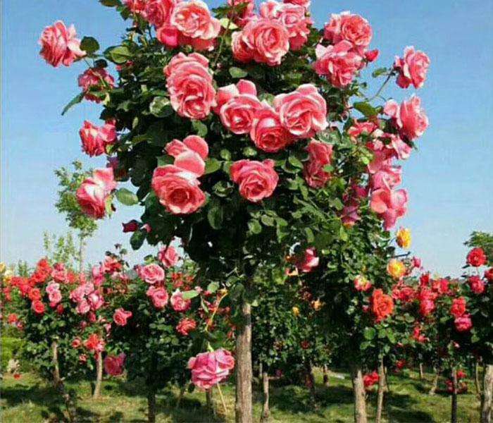 一片盛开的勤花耐晒灌木月季花园,植株整齐排列,花朵硕大饱满,颜色丰富包括红色、粉色、黄色和双色条纹,阳光充足,背景为绿色草坪和低矮围栏,显示良好的园林应用效果 灌木月季盛开场景