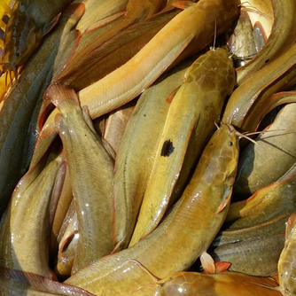 泰国塘角鱼图片