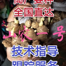 生姜种批发山农一号高产王全国发货技术指导