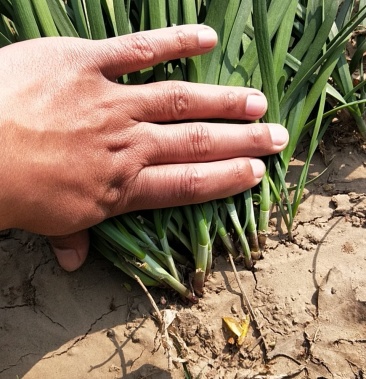 红根韭菜产地直供视频看货欢迎各大商户进行采购