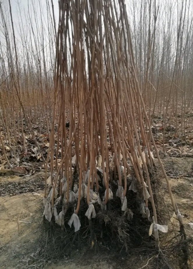 [柿子树苗批发]【脆柿子苗】日本新品种脆甜柿子苗 甜柿子苗糖心柿子