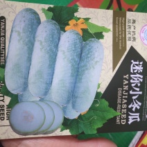 迷你型小冬瓜种子早熟瓜长棒形瓜皮粉色