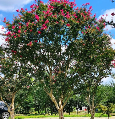 精品川红老紫薇,地径18-30公分左右