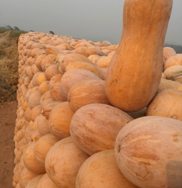 云南精品金韩蜜本南瓜 5-6斤以上 长条形