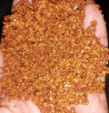 绿裤刺嫩芽籽,纯人工手洗刺嫩芽籽 保证芽率 指导技术