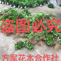 冬青免费包邮规格齐全保湿发货专业包装