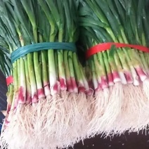 【蒜苗】精品红根蒜苗产地直销量大从优坏单包赔