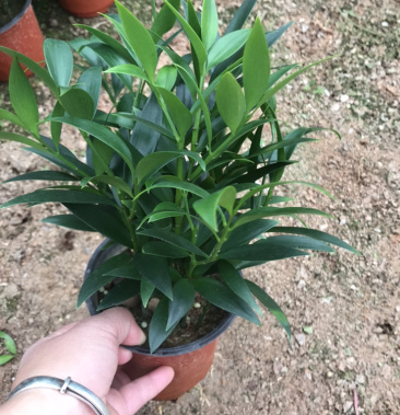 竹柏多棵组可以净化空气驱蚊子