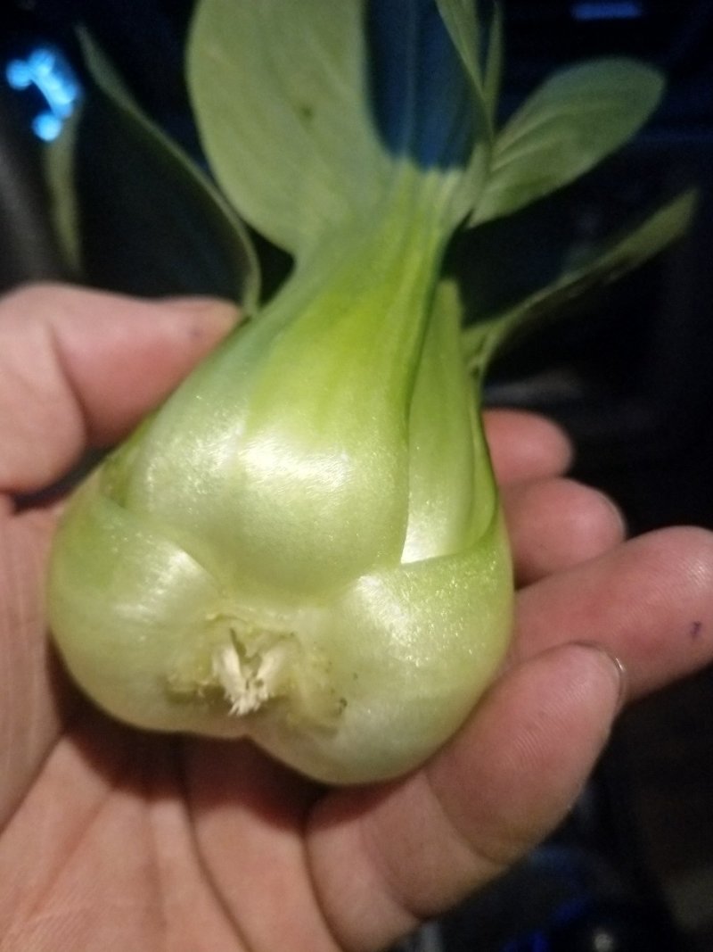 上海青大头油菜.