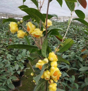 广西金茶花苗 金花茶苗 原产地广西防城港 金茶花树苗