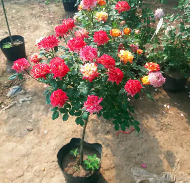 树桩月季大花多色盛开特写