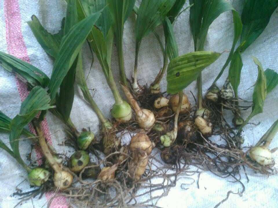[毛慈菇批发]海南琼中县毛慈菇 100.00元/斤毛慈菇 _ 一亩田