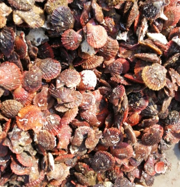 [海螺批发]黄岛大刺贝,大红贝价格3.20元/斤 - 一亩田