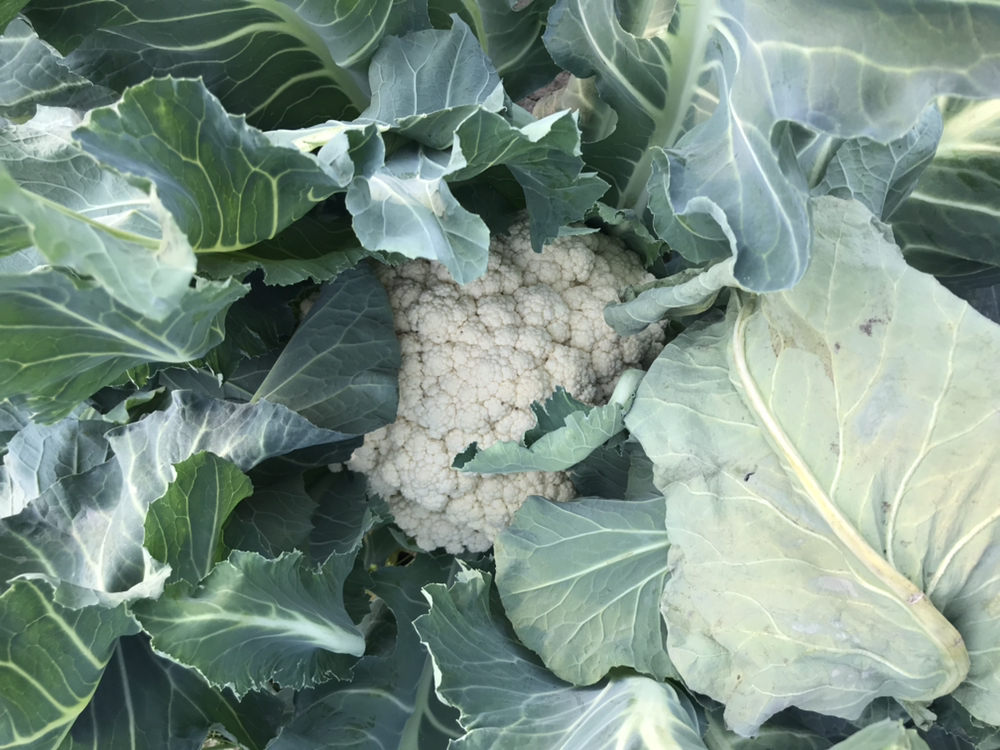 马常胜村民手工采摘油菜花制作花茶场景特写