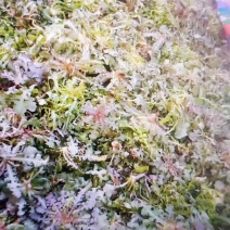 野生苦碟菜10斤包邮