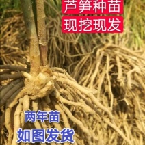 芦笋苗优质高产包活紫色芦笋苗死苗补发保证质量
