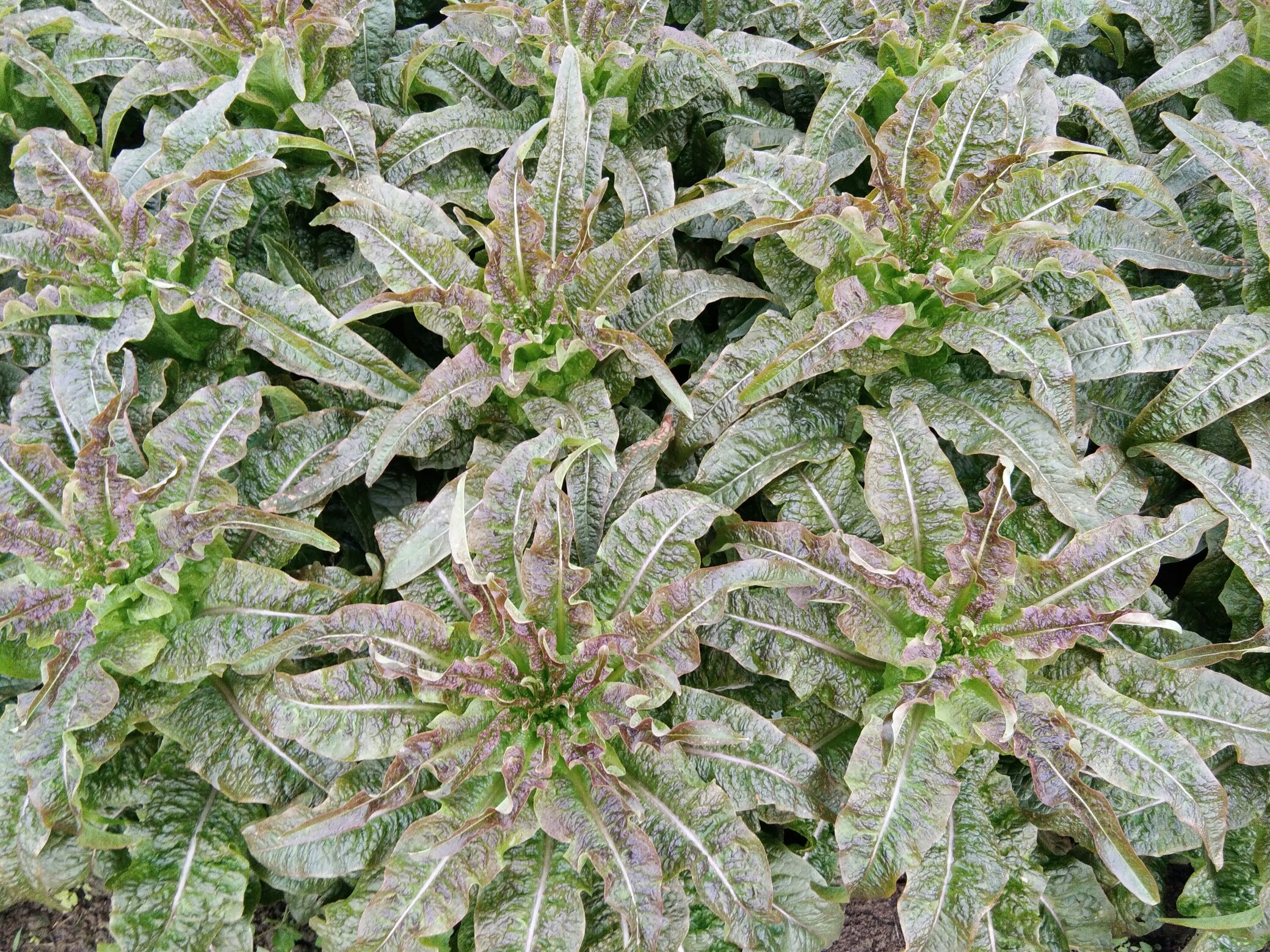 紫叶香莴笋整体植株特写