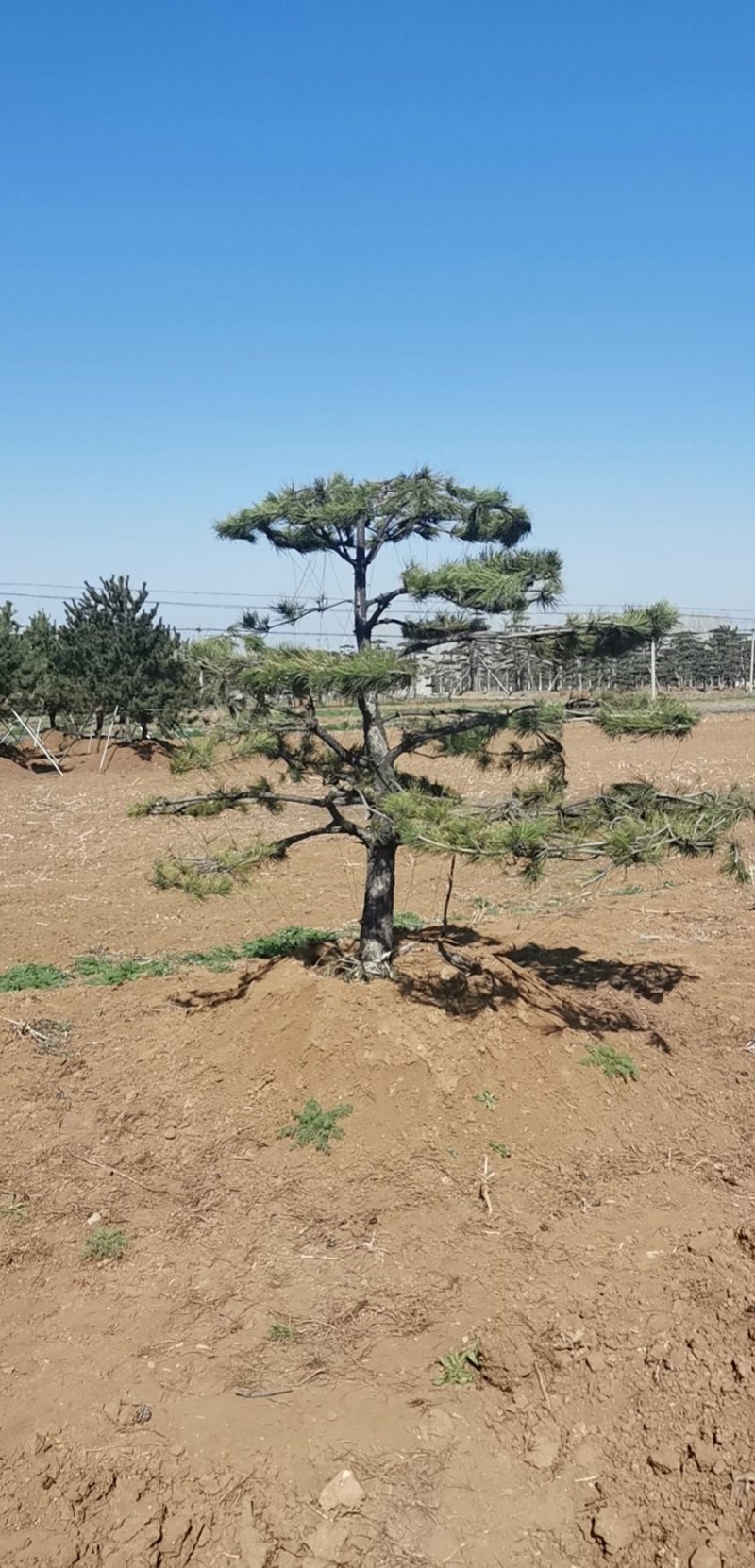 陕西造型油松图片