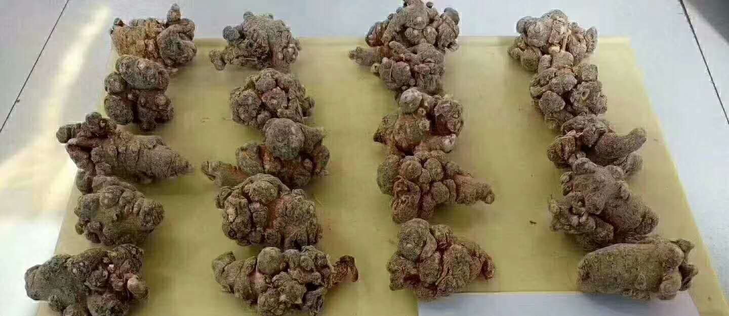 田七焯水过程图