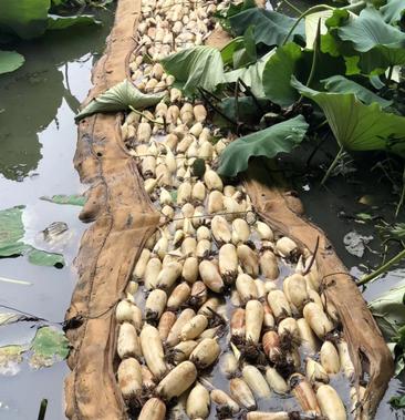 莲藕苗深浅水生植物食用蔬菜池塘稻田种植粉脆藕莲花种根苗