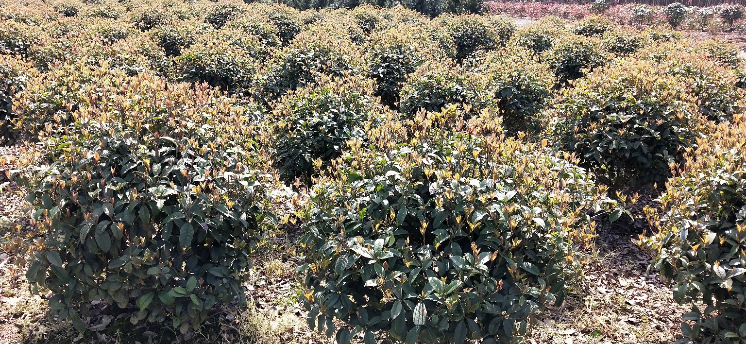 四季桂盛开的庭院一角,绿叶间点缀着金黄色的小花,散发出淡淡清香 四季桂盛开的庭院一角