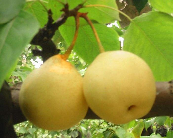 一片阳光充足的果园中,成排的苹果鸭梨树挂满黄绿色果实,果皮光滑反光,枝叶繁茂,地面覆盖着落叶和少量杂草,远处有果农正在采摘 苹果鸭梨果园实景