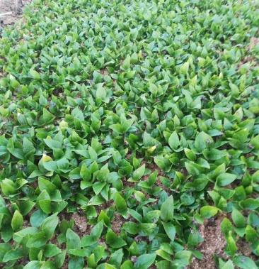 [玉兰苗批发]辛夷芽苗价格0.12元/棵 - 一亩田