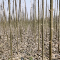 清地处理十万颗多泡桐树自己的苗圃清地处理