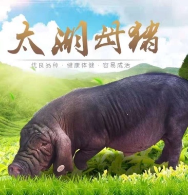 纯种太湖二花脸母猪原种大梅山母猪四脚白大耳朵