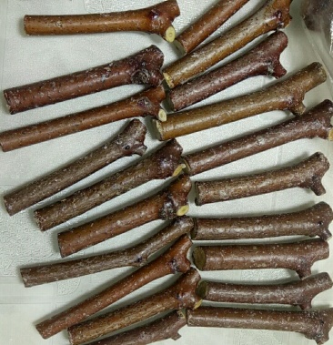 正宗蟠枣接穗 请认准临猗县尚优蟠枣合作社