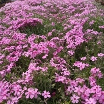 丛生福禄考。芝樱花海。山东青州基地常年批发草花苗木