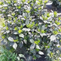 各类栀子花和茉莉花大量有售