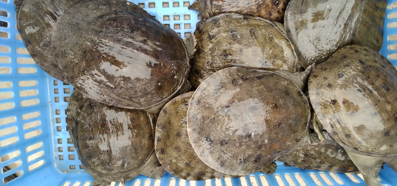 花甲与花蛤对比图