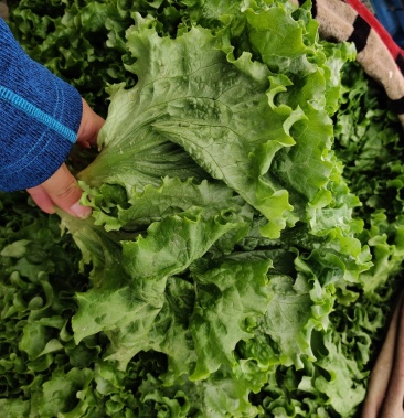 河北生菜意大利生菜花边生菜产地直采