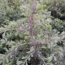 雪松袋苗H1米一1.5米
