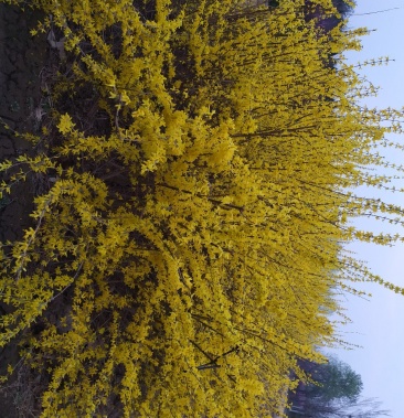 供应,东北连翘80-1.50高,4个分枝以上