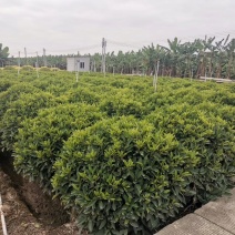 120*120非洲茉莉球