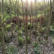 无患子树大量现货，1---15公分，欢迎新老客户考察