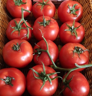 露地高抗病 耐热 耐裂果 金达菲硬果番茄