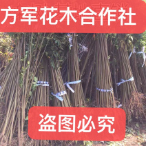 栾树苗免费包邮基地直销现挖现卖