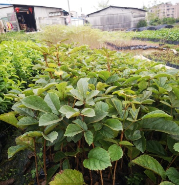 [风铃木批发]网红多花黄花风铃苗20-60起价格8.90元/棵 - 一亩田