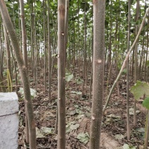 泡桐树苗