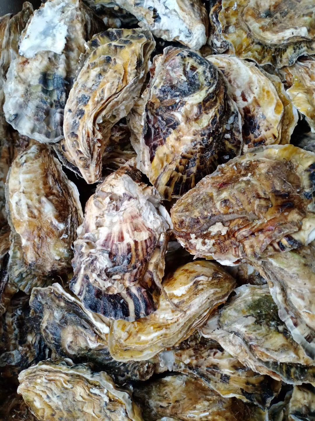 [生蚝批发]乳山本地精品三倍体生蚝,装箱精挑细选,零损耗价格4.