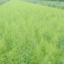 【基地直发】芦笋苗20条根以上保证品质死苗补发