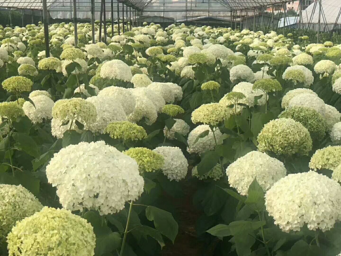 左侧为疏花前密集花序状态,右侧为疏花后仅保留强壮花序并进行初步修整的状态,清晰展示去弱留强过程,背景为钢架大棚内景 阳光玫瑰葡萄疏花前后对比示意图
