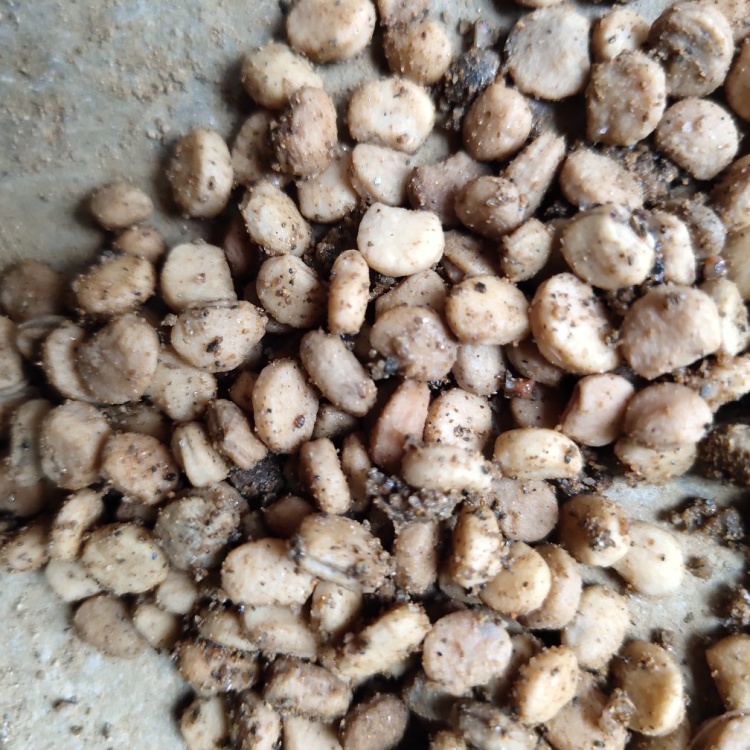 【本店新品】人参果种子已催芽大颗粒饱满 精选 一手货源